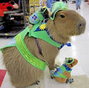 Meet your Posher, Nicolle